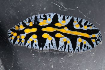 Media type: image;   Malacology 393774 Description: live specimen;
